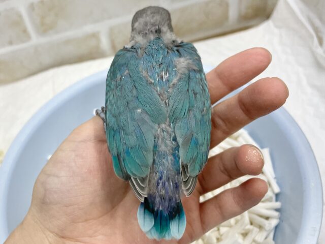 ブルーボタンインコ