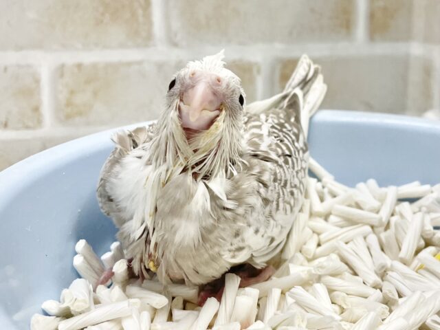 オカメインコ