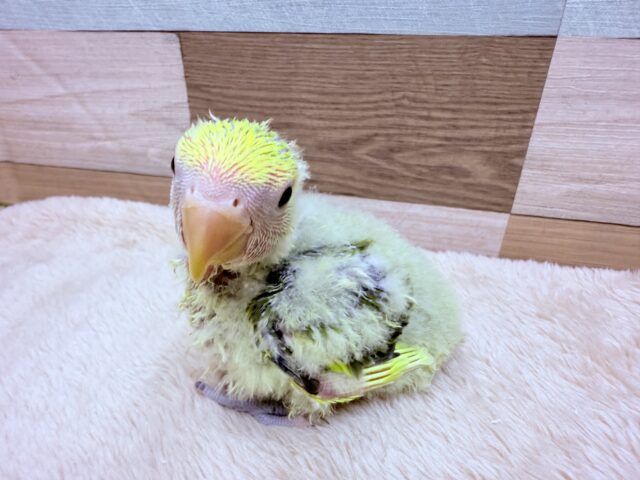 コザクラインコ（小桜インコ）