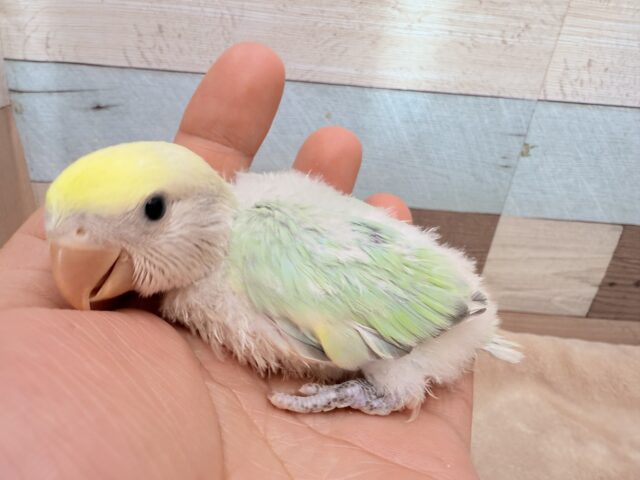 コザクラインコ（小桜インコ）