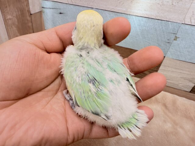 コザクラインコ（小桜インコ）