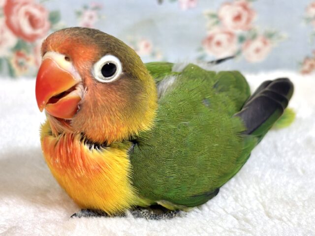 ルリコシボタンインコ 🍊🍓٭•。❁。.*・゚ ルリゴシボタンインコ