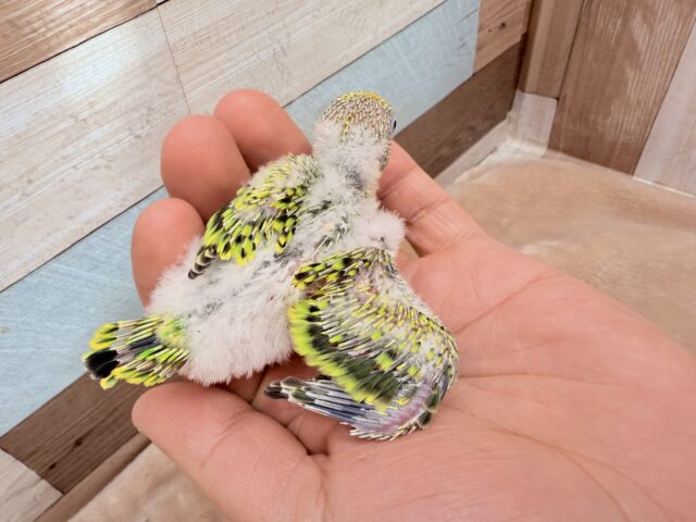 セキセイインコ