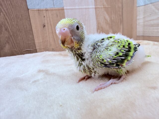 セキセイインコ