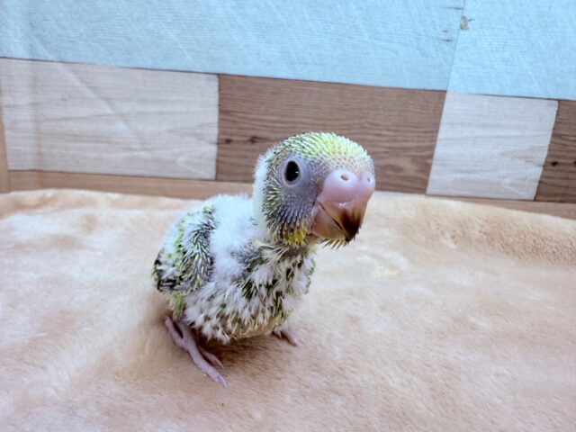 セキセイインコ