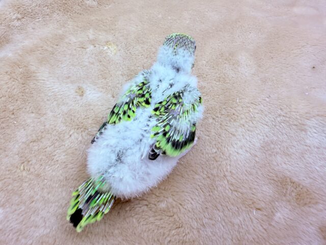 セキセイインコ