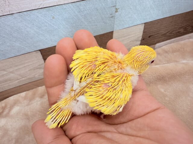 セキセイインコ