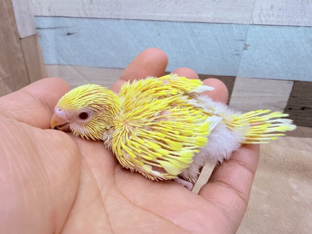 セキセイインコ