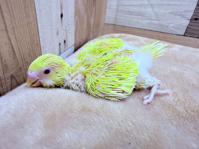 セキセイインコ