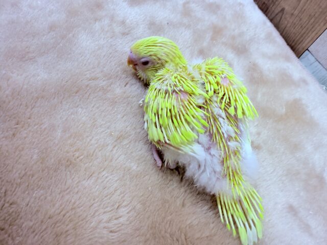 セキセイインコ