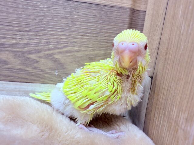 セキセイインコ