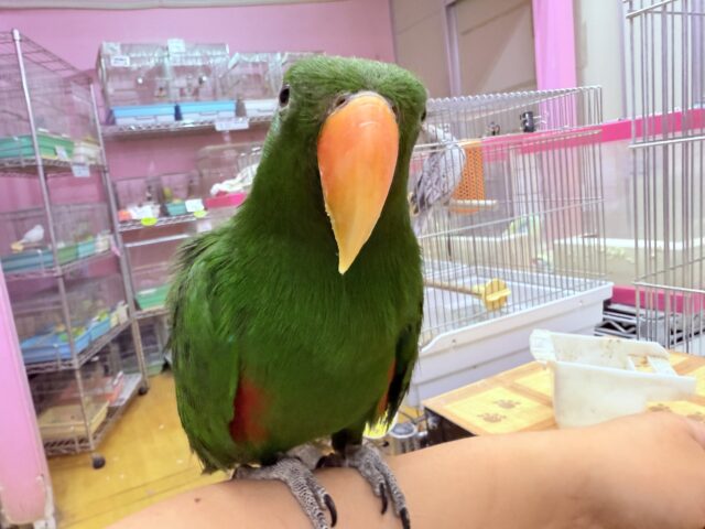 オオハナインコ
