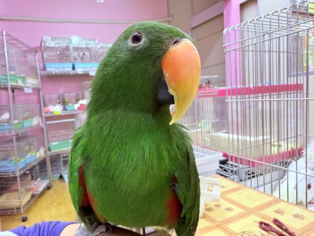 オオハナインコ