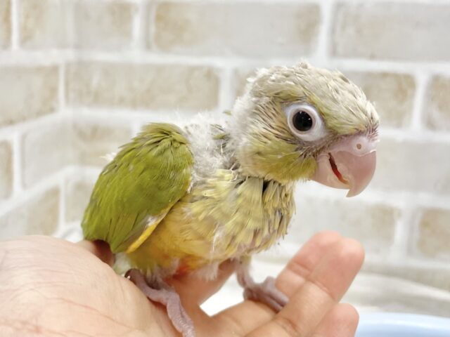 ホオミドリウロコインコ