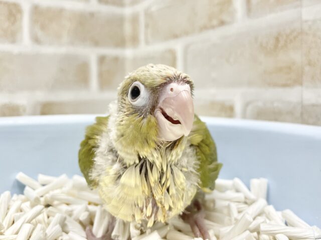 ホオミドリウロコインコ