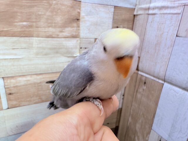 コザクラインコ（小桜インコ）