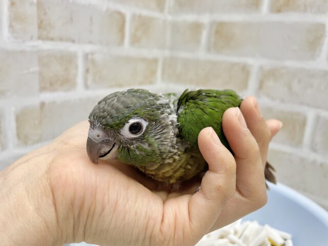 ホオミドリウロコインコ