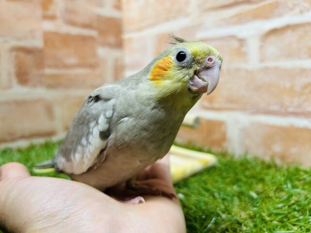 オカメインコ