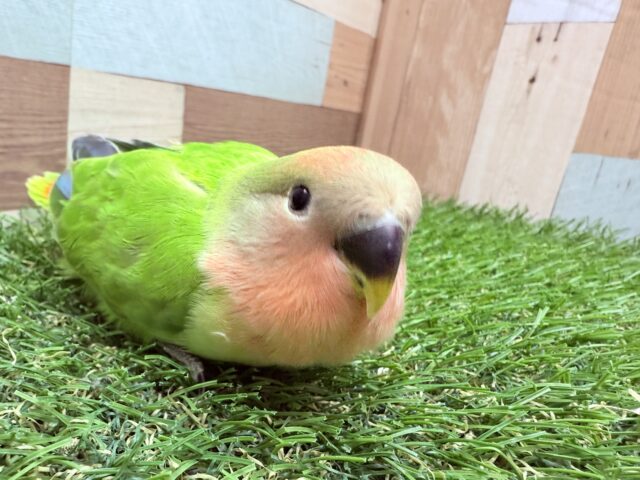コザクラインコ（小桜インコ）