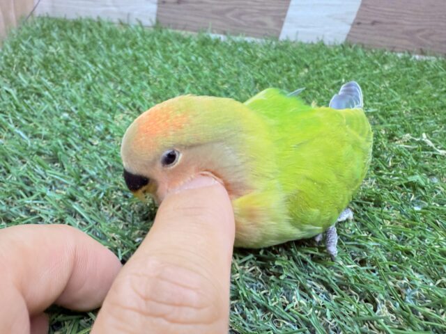 コザクラインコ（小桜インコ）
