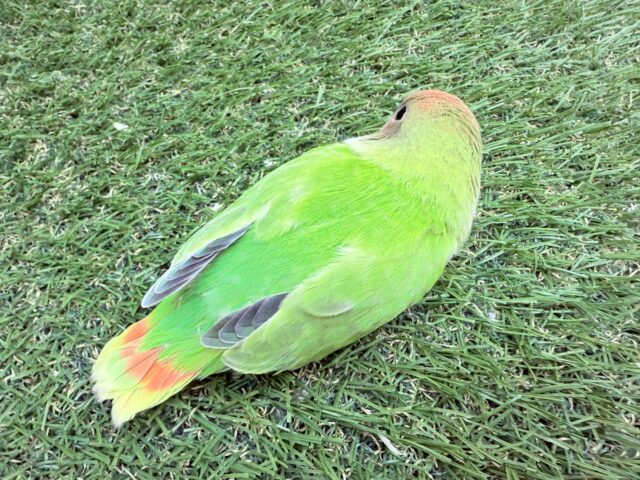 コザクラインコ（小桜インコ）