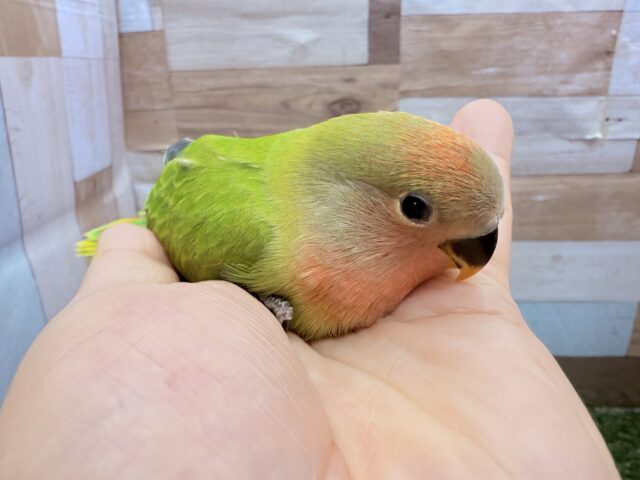 コザクラインコ（小桜インコ）