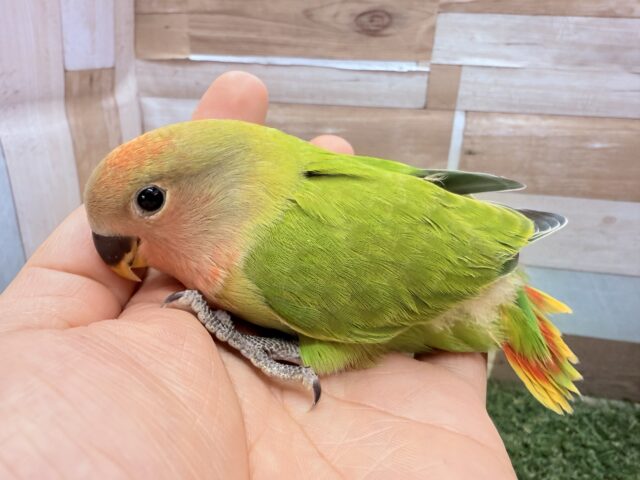 コザクラインコ（小桜インコ）