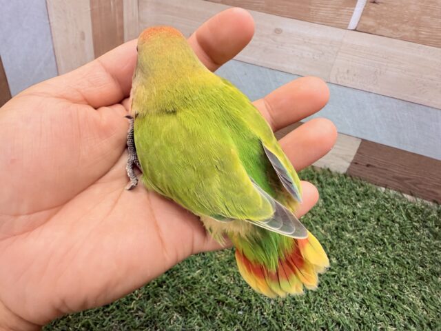 コザクラインコ（小桜インコ）
