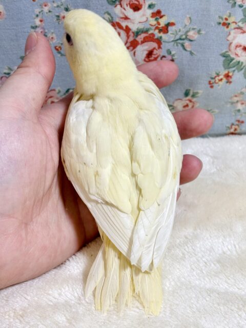 サザナミインコ