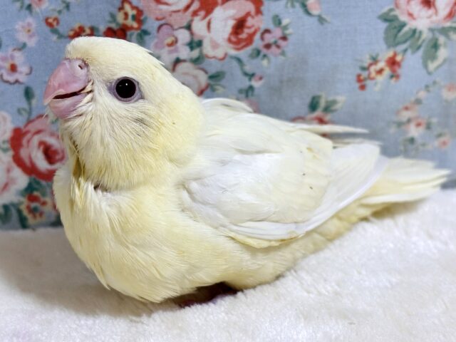 サザナミインコ