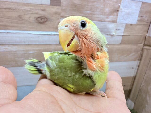 コザクラインコ（小桜インコ）