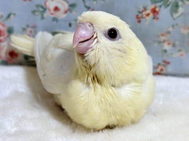 サザナミインコ