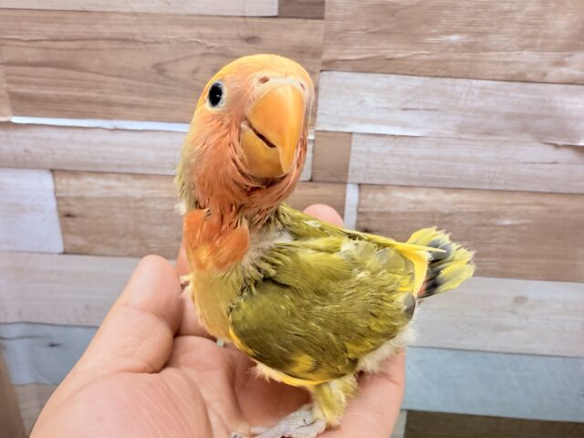 コザクラインコ（小桜インコ）