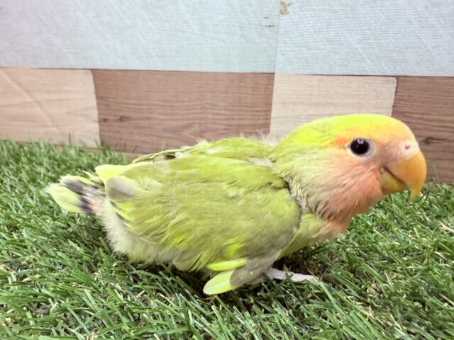 コザクラインコ（小桜インコ）