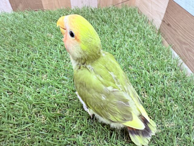 コザクラインコ（小桜インコ）