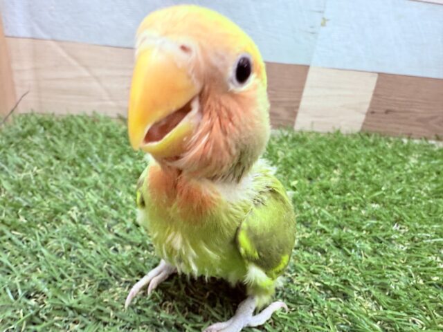 コザクラインコ（小桜インコ）