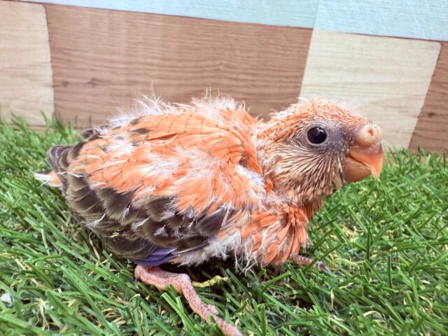 アキクサインコ（秋草インコ）