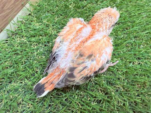 アキクサインコ（秋草インコ）