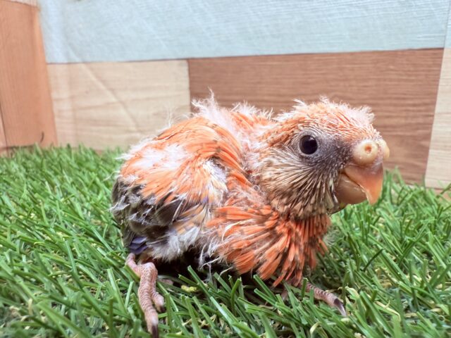 アキクサインコ（秋草インコ）