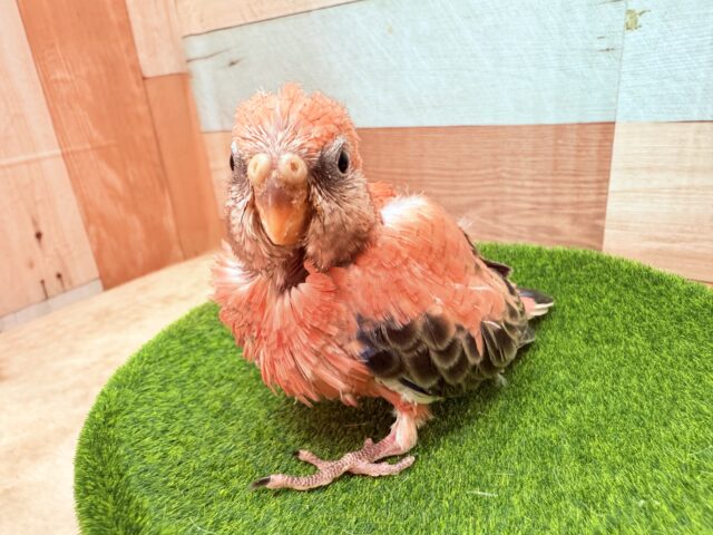 アキクサインコ（秋草インコ）