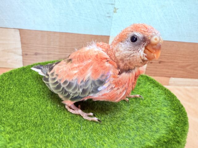 アキクサインコ（秋草インコ）