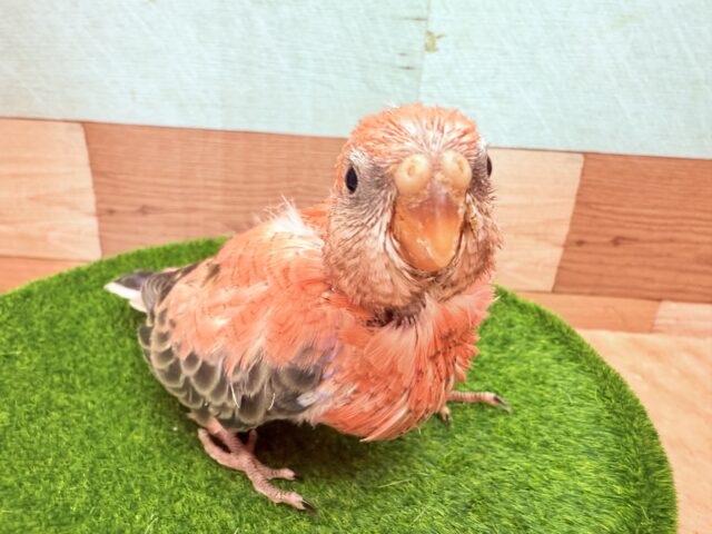 アキクサインコ（秋草インコ）