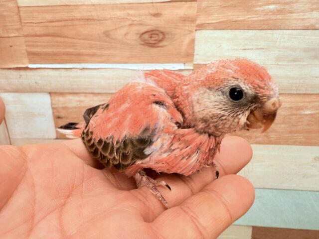 アキクサインコ（秋草インコ）