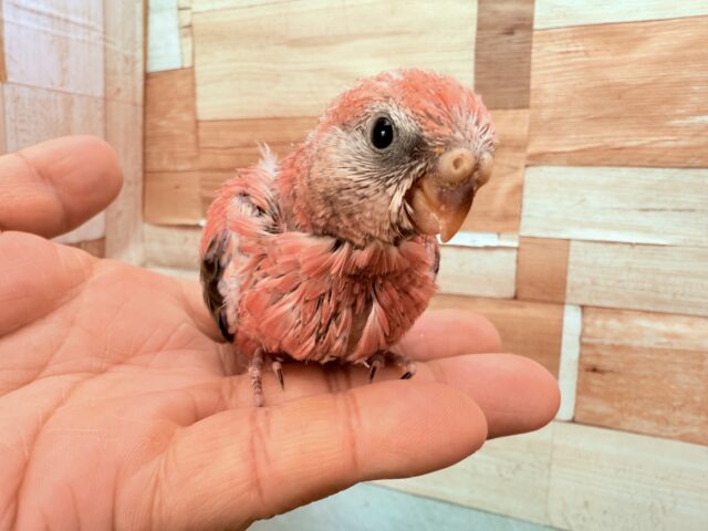 アキクサインコ（秋草インコ）