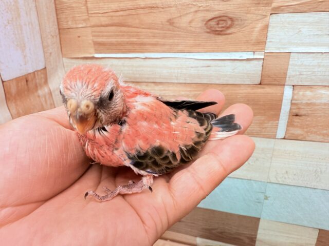 アキクサインコ（秋草インコ）