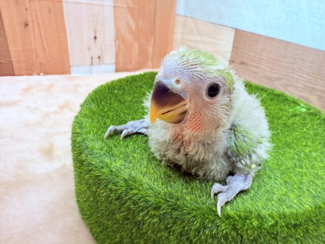 コザクラインコ（小桜インコ）