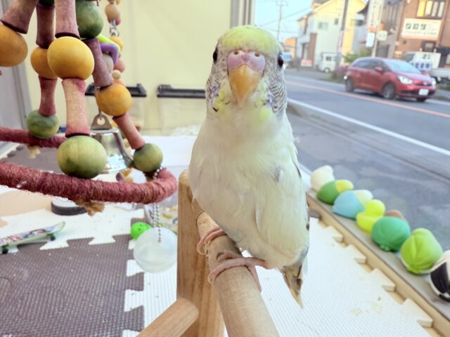セキセイインコ