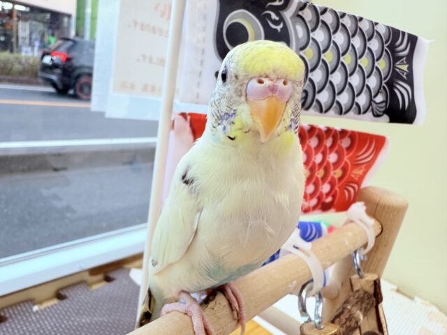 セキセイインコ