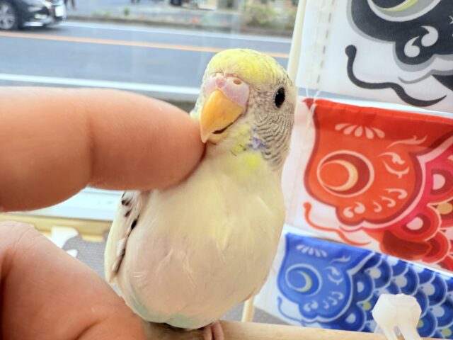 セキセイインコ