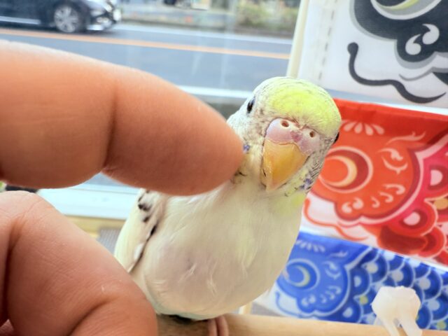 セキセイインコ
